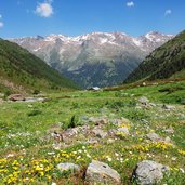 blumenwiesen bei upialm