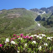 weisse alpenrosen