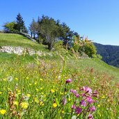 blumenwiesen bei untersergs fruehling