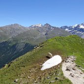 marltschneide bei tabarettahuette schafe und schneereste