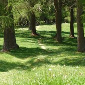 moschwaldalm hafling wanderweg durch wald wiesen