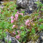 verspaetete alpenrose bei cislon hochwand