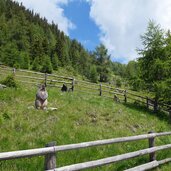 holzfiguren bei murmeltierweg