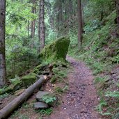 weg durch nadelwald