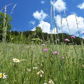 blumenwiese nahe hafling oberdorf