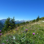 blumen bei pfitscher joch strasse