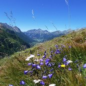 glockenblumen bei pfitscher joch strasse