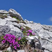 flora am baerenjoch ortler