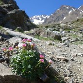 gletscher hahnenfuss