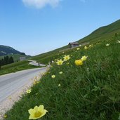 pampeago pass schwefelanemonen