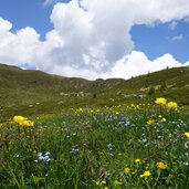 trollblumen und vergissmeinnicht unter gruenbachsee