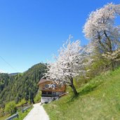 kirschbaum kirschbluete bei sergs weg