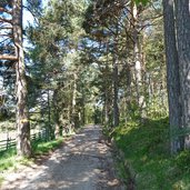 waldweg goeller bei burgstall aldein