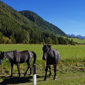 pferde bei hinterlaende vals