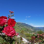 rosen blick richtung villanders