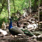 pfau im huehnerstall