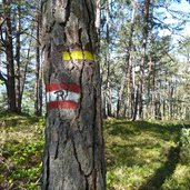 waldweg r zur rotwand aldein