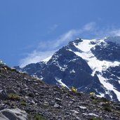 alpenmohn und ortler hauptgipfel