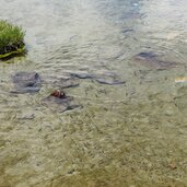 fische im gruenbachsee