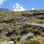 klebrige primel primula glutinosa