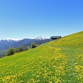 wiesen bei meransen fruehling