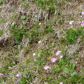 mehlprimeln fruehlingsblumen bei voeraner alm