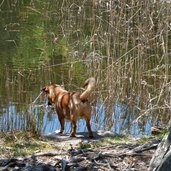 hund goellersee