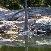 goellersee baum spiegelung