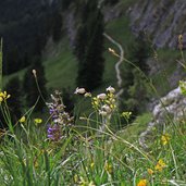 Rosengarten Kesselkogel