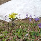 schneereste latemar sommer flora