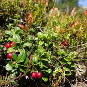 preiselbeeren