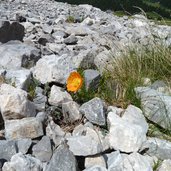 alpenmohn latemar