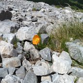 alpenmohn latemar