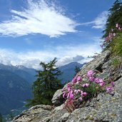 wilde nelken am felsen