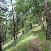 bergpfad durch laerchenwald