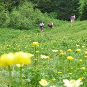 blumenwiese bei malga castrin hofmahdjoch proveis deutschnonsberg wanderer