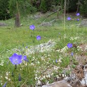 glockenblumen bei rossboeden