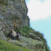 spronsertal ziegen bei pfitschjoch