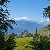 terlan ost weinberge