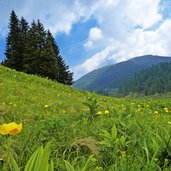 blumenwiese bei malga castrin hofmahdjoch proveis deutschnonsberg