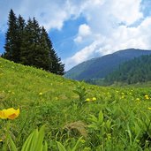 blumenwiese bei malga castrin hofmahdjoch proveis deutschnonsberg