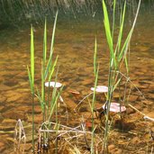 kaulquappen im teich bei roccolo sauch