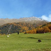 schafe bei st martin im kofel herbst