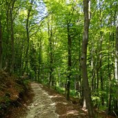 waldweg nr b bei sauchpass