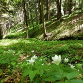 fruehlingswald mit dreiblatt windroeschen bei sauchpass