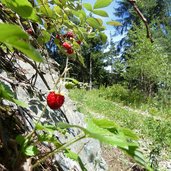 waldfruechte beeren bei spiluck