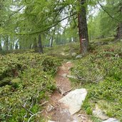 weg zur kesselalm proveis alpenrosen laerchenwald