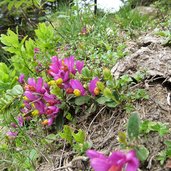 buchsblaettrige kreuzblume