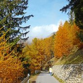 vinschger hoehenweg laerchenwald westlich von st martin im kofel