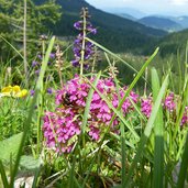 alpinflora am wegesrand latemar